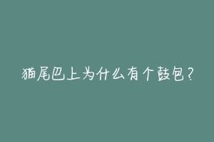 猫尾巴上为什么有个鼓包?