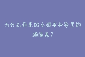 为什么新来的小猫要和家里的猫隔离?