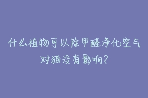什么植物可以除甲醛净化空气对猫没有影响?
