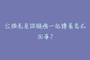 公猫老是四腿缩一起蹲着怎么回事?