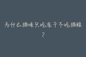 为什么猫咪只吃冻干不吃猫粮?
