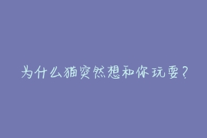 为什么猫突然想和你玩耍？