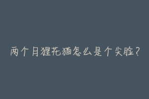 两个月狸花猫怎么是个尖脸?