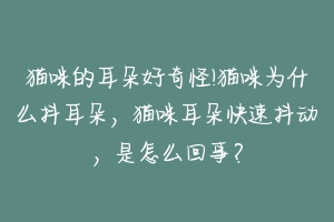 猫咪的耳朵好奇怪!猫咪为什么抖耳朵,猫咪耳朵快速抖动,是怎么回事?