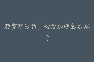 猫突然发抖,心跳加快怎么拉?