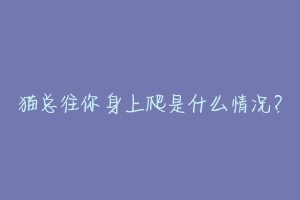 猫总往你身上爬是什么情况？