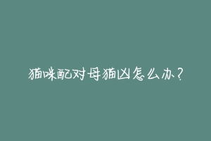 猫咪配对母猫凶怎么办?