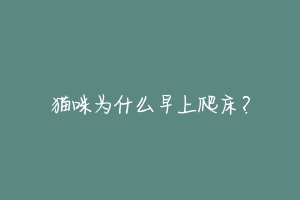 猫咪为什么早上爬床?