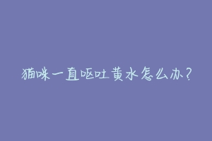 猫咪一直呕吐黄水怎么办?