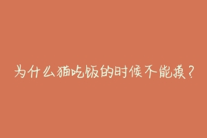 为什么猫吃饭的时候不能摸?