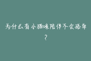 为什么有小猫咪陪伴不会孤单?