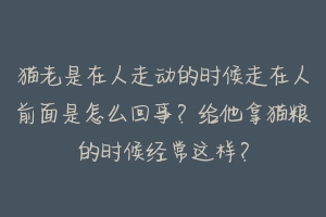 猫老是在人走动的时候走在人前面是怎么回事?给他拿猫粮的时候经常这样?