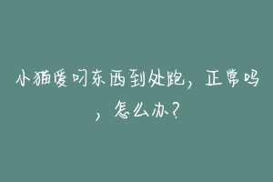 小猫爱叼东西到处跑,正常吗,怎么办?
