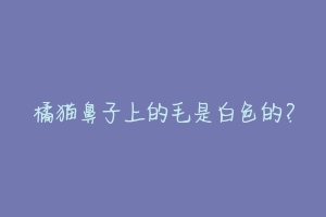 橘猫鼻子上的毛是白色的?