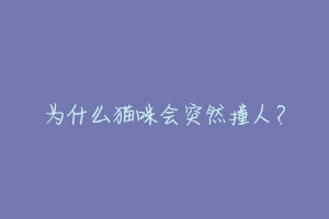 为什么猫咪会突然撞人?