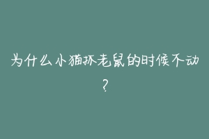 为什么小猫抓老鼠的时候不动?