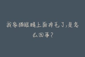 我家猫眼睛上面掉毛了,是怎么回事?