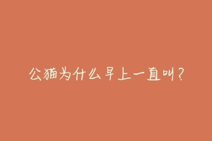 公猫为什么早上一直叫？