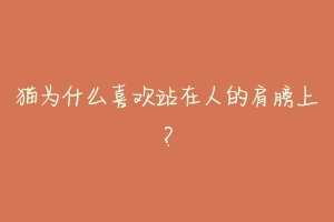 猫为什么喜欢站在人的肩膀上?