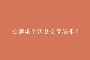 公猫绝育还是会竖起来?