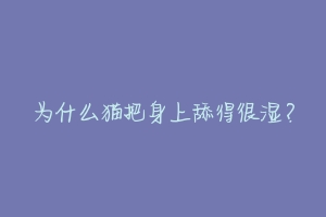为什么猫把身上舔得很湿？