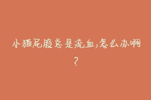 小猫屁股总是流血,怎么办啊?