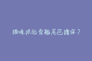 猫咪拱起背翘尾巴蹭你?
