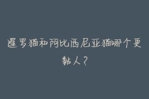 暹罗猫和阿比西尼亚猫哪个更黏人?
