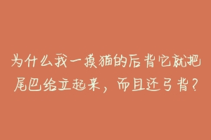 为什么我一摸猫的后背它就把尾巴给立起来,而且还弓背?