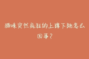 猫咪突然疯狂的上蹿下跳怎么回事?
