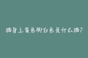 猫身上黄色脚白色是什么猫?