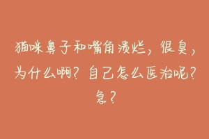 猫咪鼻子和嘴角溃烂,很臭,为什么啊?自己怎么医治呢?急?