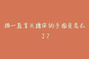 猫一直拿头蹭你的手指是怎么了?