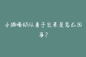 小猫喝奶从鼻子出来是怎么回事?