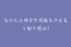 为什么小猫突然间躲在沙发底下都不想动?