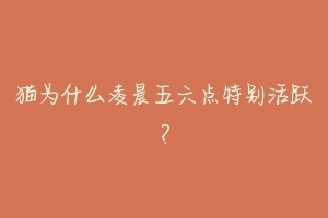 猫为什么凌晨五六点特别活跃?