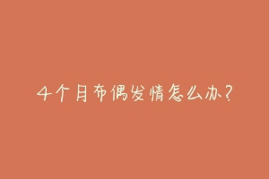 4个月布偶发情怎么办？