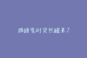 猫睡觉时突然醒来?