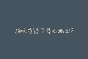 猫咪变野了怎么挽回?