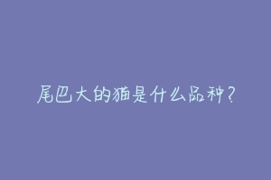 尾巴大的猫是什么品种?