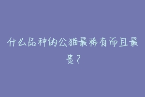 什么品种的公猫最稀有而且最贵?