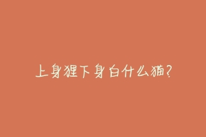 上身狸下身白什么猫？