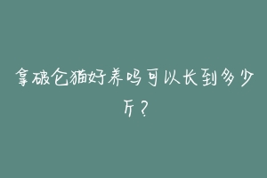 拿破仑猫好养吗可以长到多少斤?