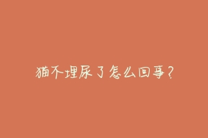 猫不埋尿了怎么回事?