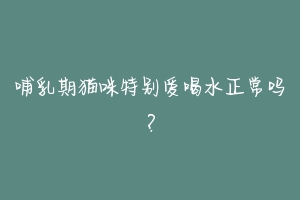 哺乳期猫咪特别爱喝水正常吗?