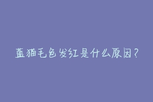 蓝猫毛色发红是什么原因?