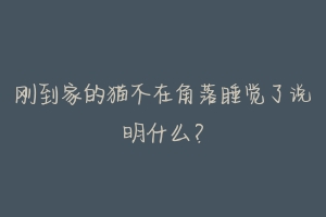 刚到家的猫不在角落睡觉了说明什么?