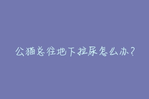 公猫总往地下拉尿怎么办?