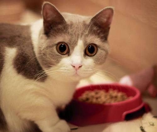 猫爱吃什么你知道吗?