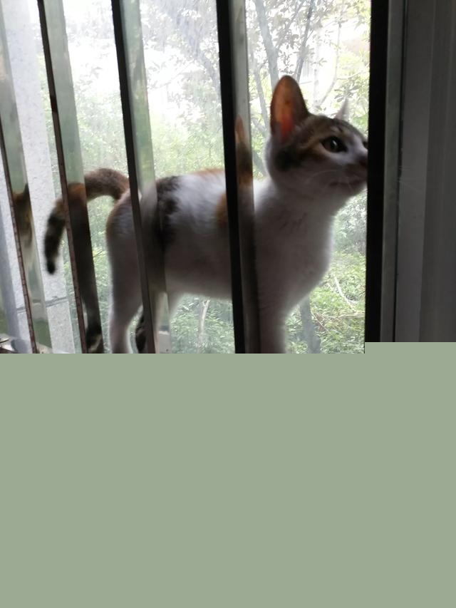 一个月的小猫怎么养活，一个月的猫能养活吗？